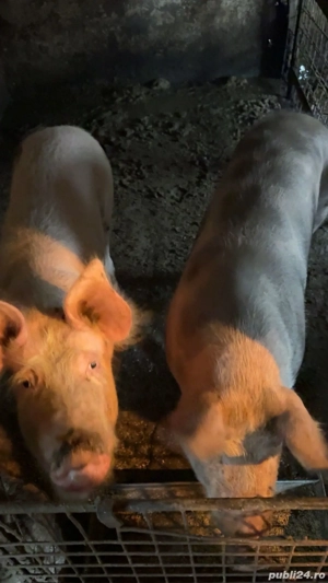 Vand porcii urgent - imagine 3