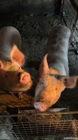 Vand porcii urgent - imagine 4