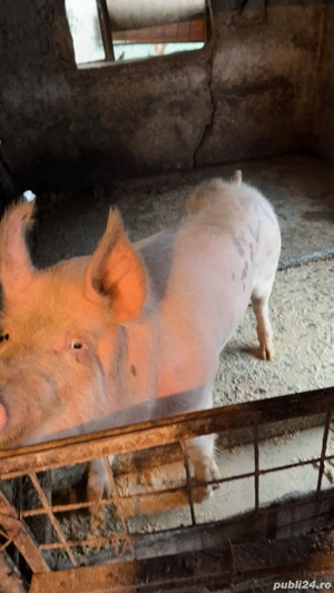 Vand porcii urgent - imagine 2