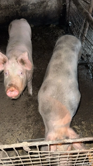 Vand porcii urgent - imagine 5