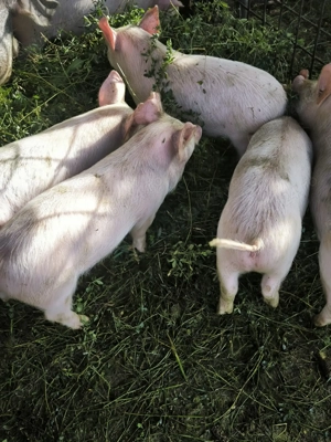 Purcei marele alb 12 săptămână 