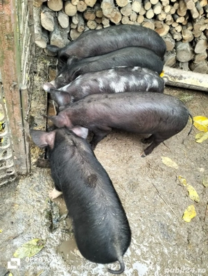 Vand grasuni si purcei 