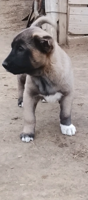 Kangal două femele de 8saptamani