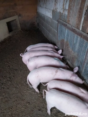 purcei de vanzare