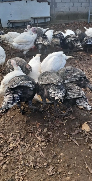 Curcani crescuti bio