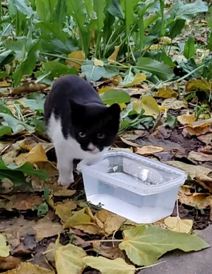 Cei 4 muschetari cu alb, negru si gri - imagine 3