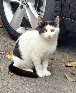 Cei 4 muschetari cu alb, negru si gri - imagine 2