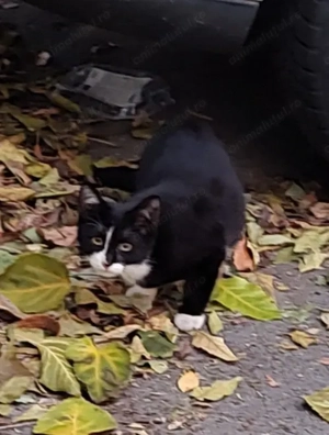 Cei 4 muschetari cu alb, negru si gri - imagine 4