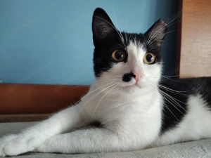 Marlena, o pisicuta tuxedo mai speciala