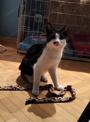 Marlena, o pisicuta tuxedo mai speciala - imagine 2