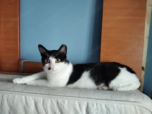 Marlena, o pisicuta tuxedo mai speciala - imagine 5