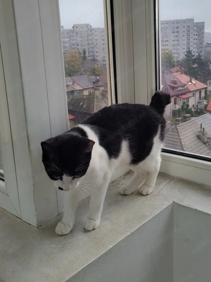 Marlena, o pisicuta tuxedo mai speciala - imagine 4