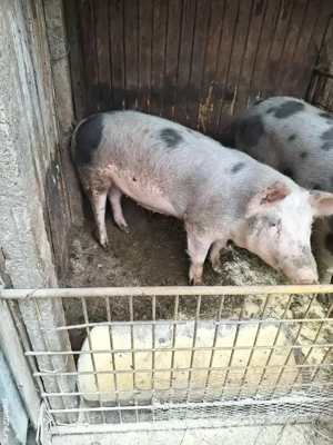 Porc greutate 80-90kg 