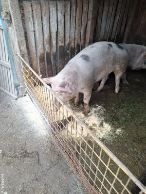 Porc greutate 80-90kg  - imagine 2