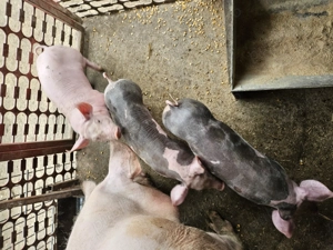 Scrofițe reproducție 