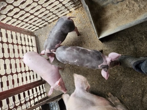 Scrofițe reproducție  - imagine 2