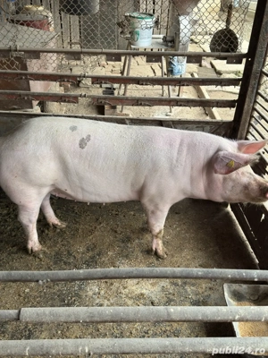 Vând purcea pentru Crăciun - imagine 3