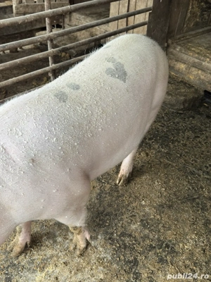 Vând purcea pentru Crăciun - imagine 4
