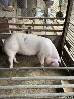 Vând purcea pentru Crăciun - imagine 2