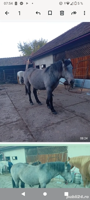 Mânză de un an și jumătate ! - imagine 2