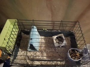 vind cusca pt porcusori de guineea