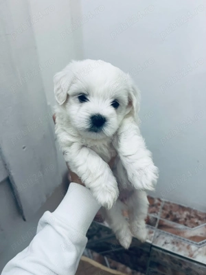 Cățeluși Bichon 