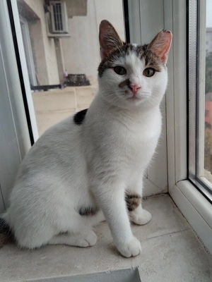 Micul Blond cauta companion de joaca