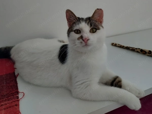 Micul Blond cauta companion de joaca - imagine 2