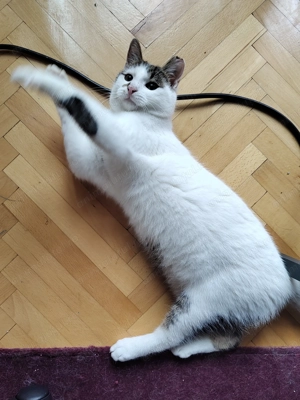 Micul Blond cauta companion de joaca - imagine 5