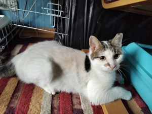 Micul Blond cauta companion de joaca - imagine 4