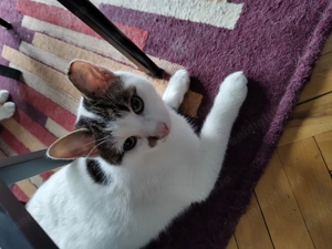 Micul Blond cauta companion de joaca - imagine 3