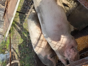 Porci crescuți natural