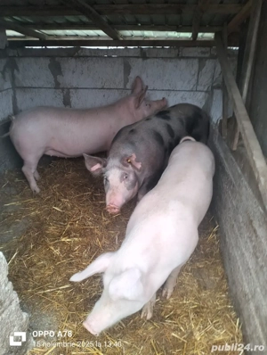 Vand grasuni si purcei  - imagine 3