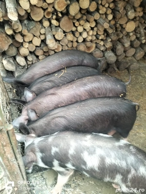 Vand grasuni si purcei  - imagine 2