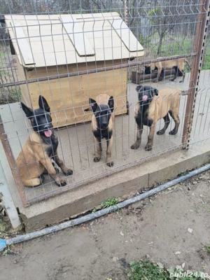 Vand catei Ciobanesc belgian malinois  - imagine 2