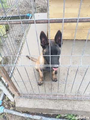 Căței Ciobanesc belgian malinois 