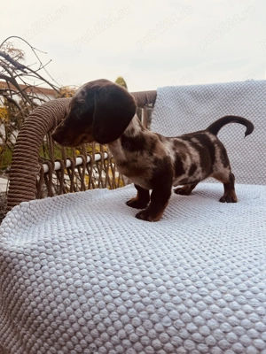 Teckel arlechin și ciocolatiu !!