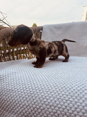 Teckel arlechin și ciocolatiu !! - imagine 3