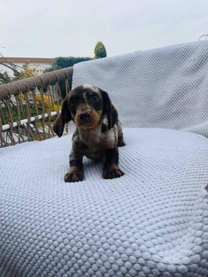 Teckel arlechin și ciocolatiu disponibil!!! - imagine 2