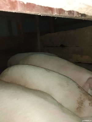 vînd porci de carne 