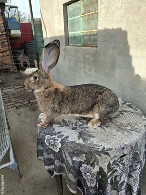 Iepuri uriaș gri german  - imagine 4