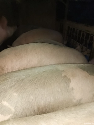 vînd porci de carne  - imagine 2