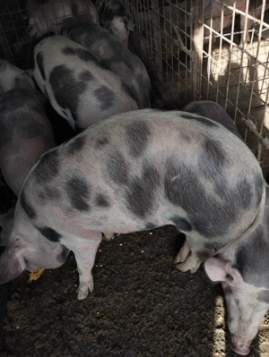 Porci de vinzare  - imagine 2