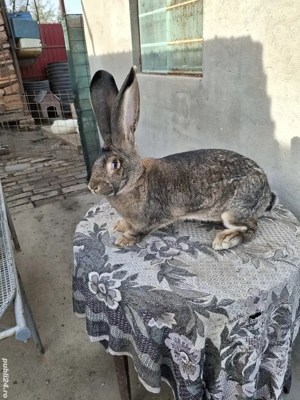 Iepuri uriaș gri german 