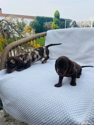 teckel arlechin ciocolatiu 3 luni !!! - imagine 2