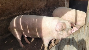 Porci de vânzare 