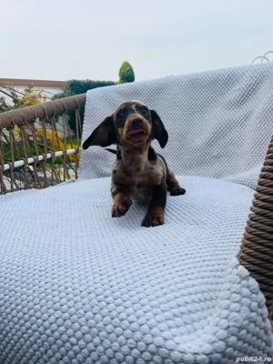 teckel ciocolatiu arlechin!!