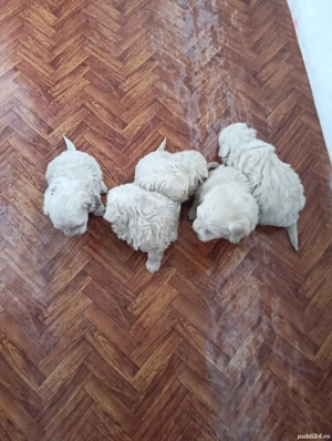 Disponibil din 20 noiembrie.