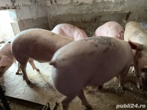 Porci de carne ( Cernele ) - imagine 3