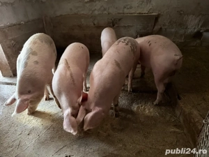 Porci de carne ( Cernele ) - imagine 5